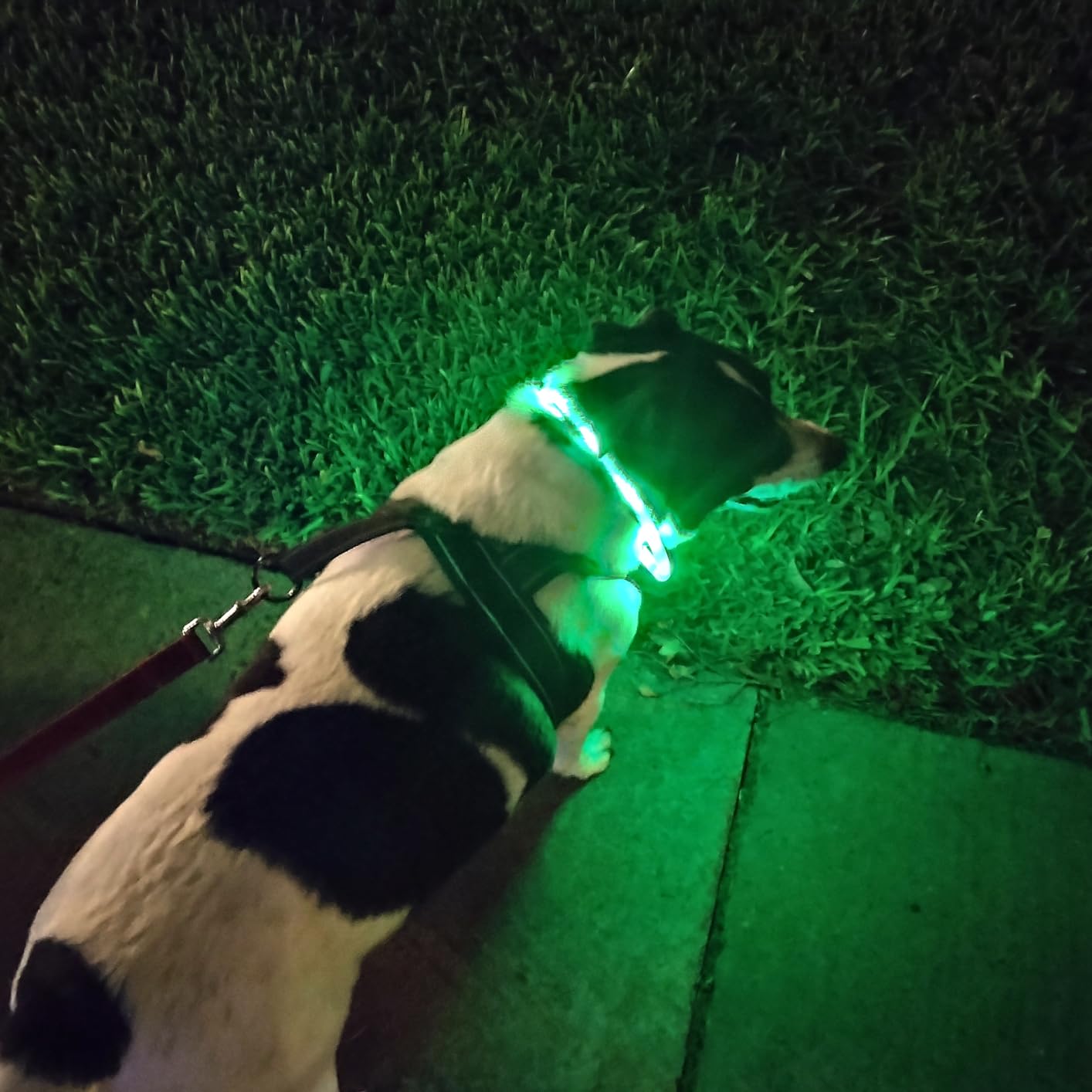 Silicone LED Dog Collar,USB Re – обзор и цена Dog Muzzle Silicone